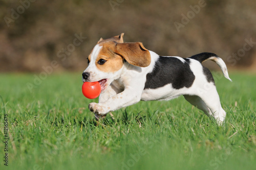 Beagle puppy dog runs with ball of the meadow