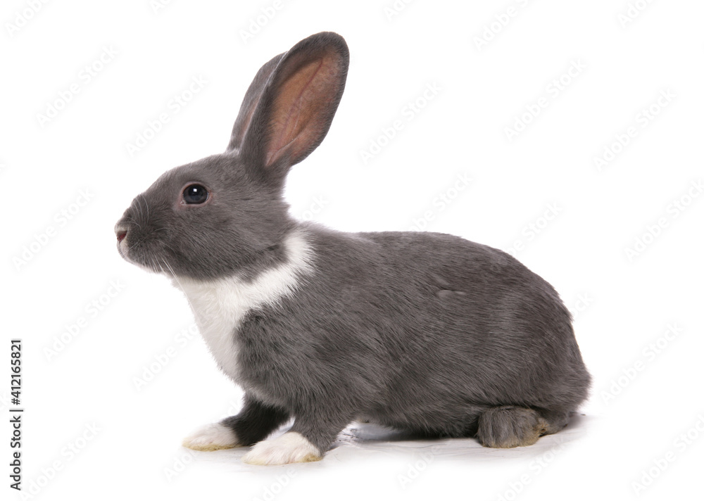 Obraz premium silver blue rabbit