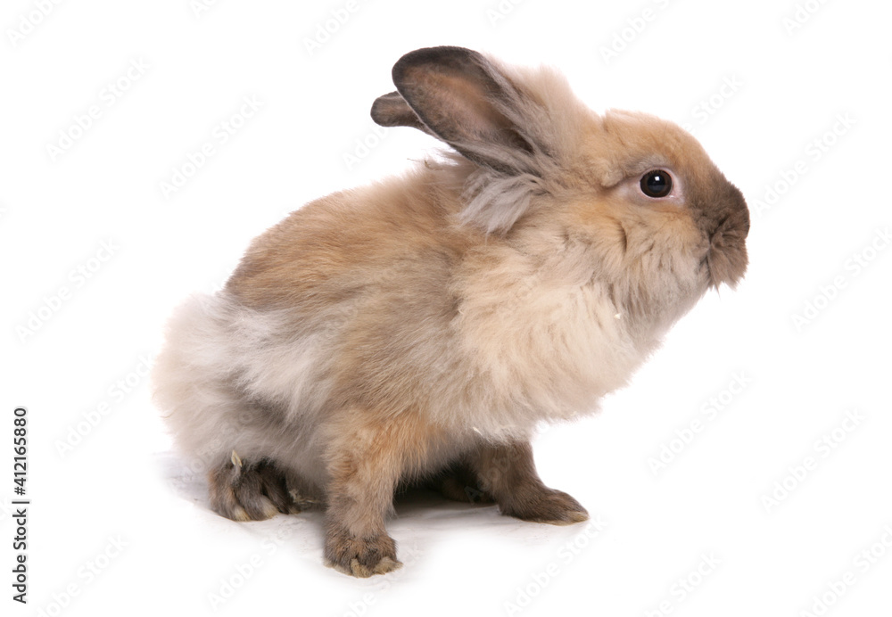 Obraz premium lionhead rabbit