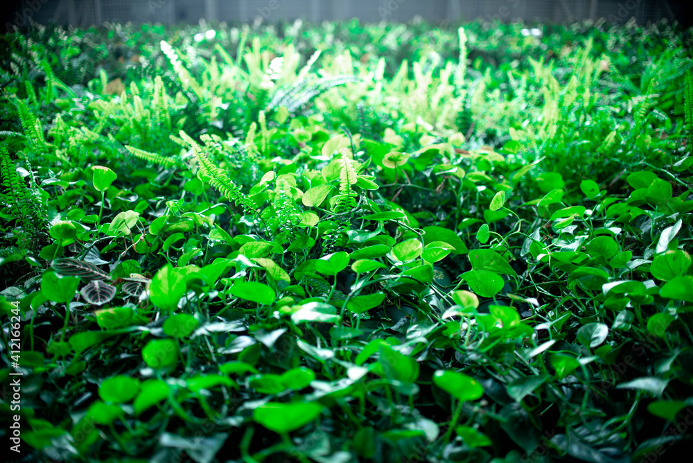 Beautiful background of fresh green climbing plants with backlight for your text or poster on the wall. Soft focus. Beautiful background of fresh green climbing plants with backlight for your text or poster on the wall. Soft focus.