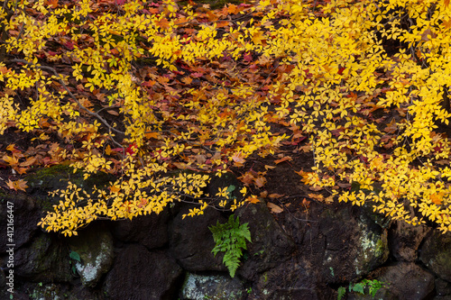 クロモジとモミジの黄色の紅葉