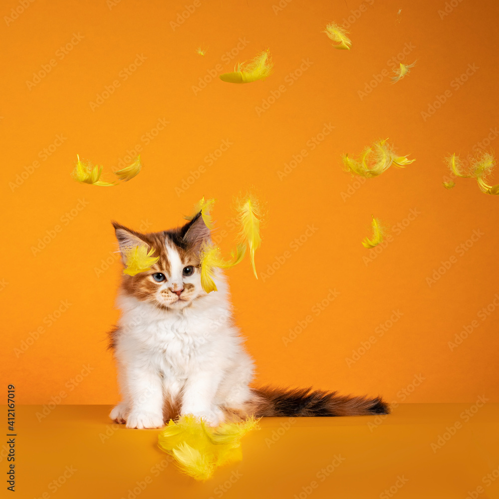 Obraz premium Gorgeous Maine Coon cat kitten, sitting facing front. Looking at falling yellow feathers. Isolated on orange background.