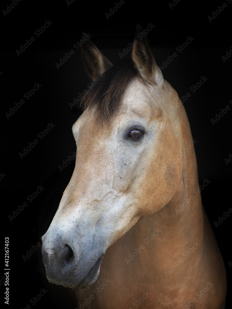 Obraz premium Dun Horse Headshot