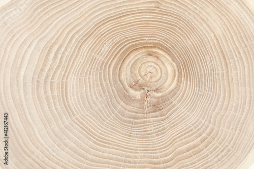 cross-section wood texture, background.