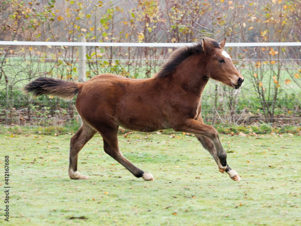 Fototapeta premium Galloping Foal