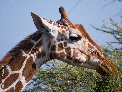 Photography portrait of giraffe