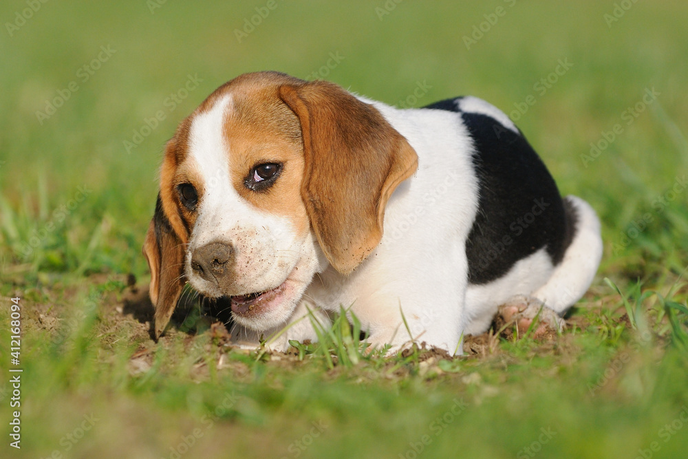 Beagle puppy dog discovers the world 