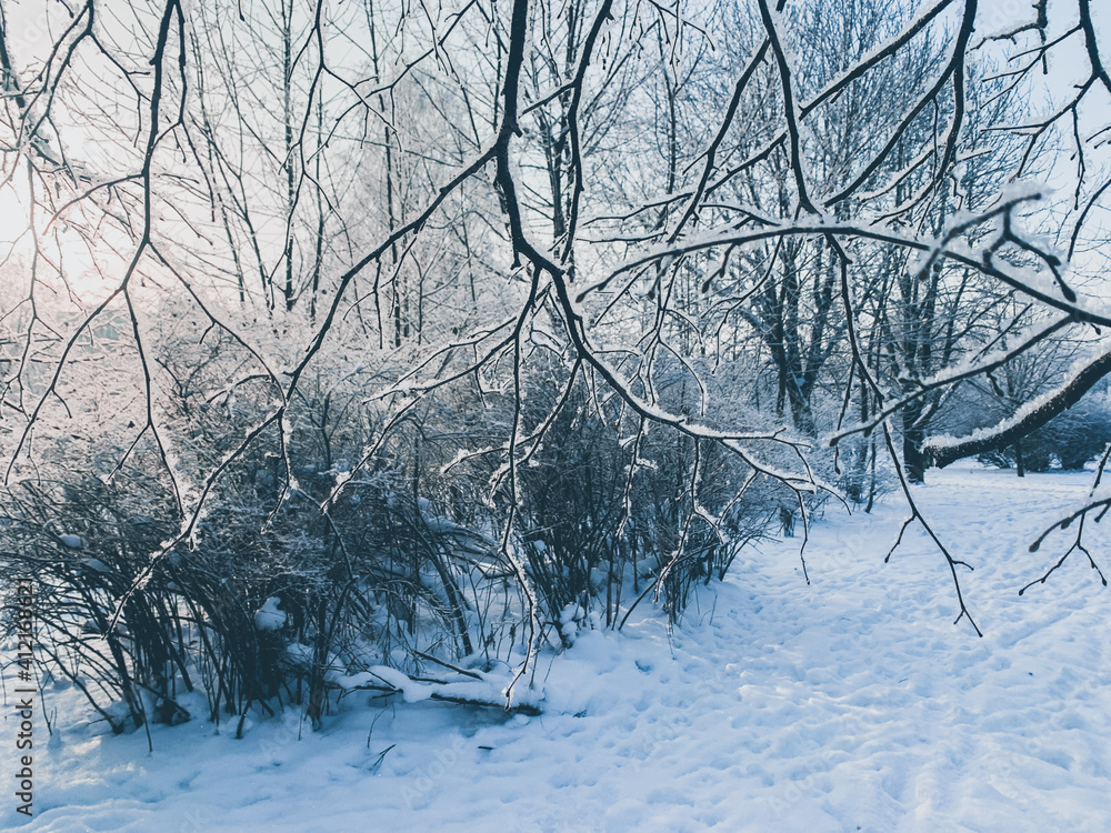 Fototapeta premium Frozen tree branches background, branches covered by white snow