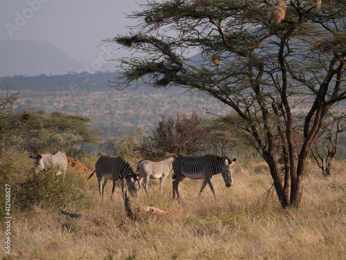 Fototapeta Naklejka Na Ścianę i Meble -  herd of zebras