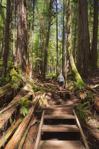A young caucasian woman explores the ancient old growth pacific northwest rainforest Upper Avatar Grove near Port Renfrew on Vancouver Island  British Columbia  Canada.