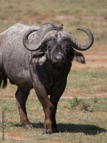 african buffalo in the savannah