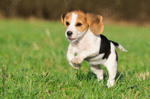 Fototapeta Naklejka Na Ścianę i Meble -  Beagle puppy dog runs with ball of the meadow