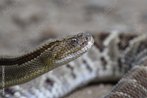 Central American rattlesnake (Crotalus simus) in Heloderma national reserve. The snake was found in the wild and was not handled. 