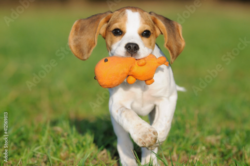 Beagle puppy dog runs with ball of the meadow