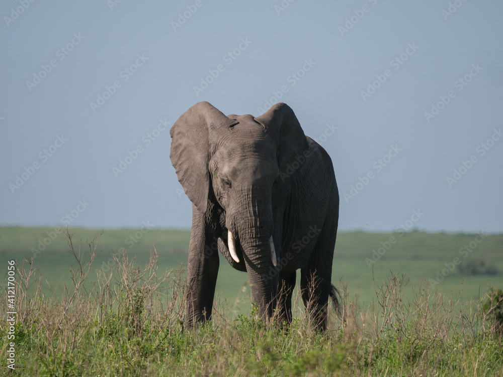 Obraz premium Elephant