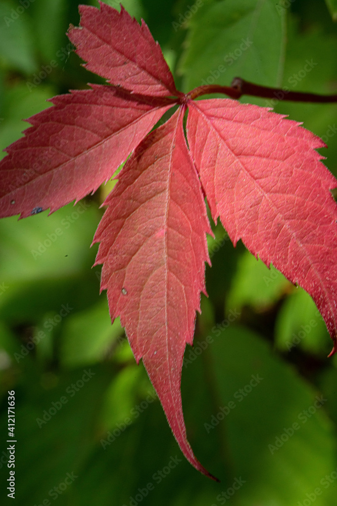 red and green leaves red and green leaves