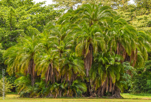 A palm tree area in Zimbabwe 