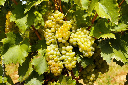 Beautiful harvest in the vineyard, huge clusters of white fruit on the bushes. Hungary.