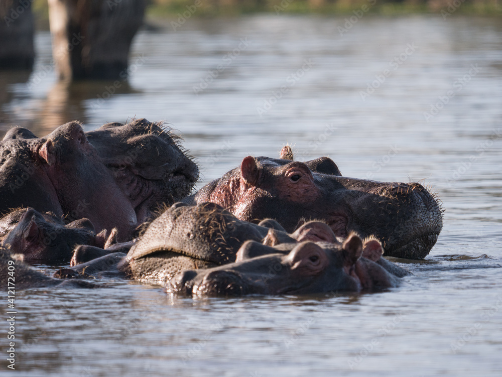 Fototapeta premium hippopotamus in river