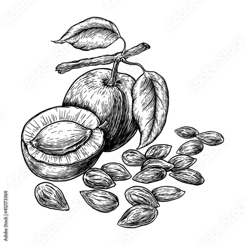 Drawings of apricot fruit and kernels. Hand drawn vector illustration on white background. Engraving drawing style.