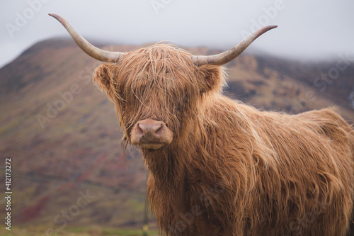 A Highland Cow (bos taurus taurus) or sometimes known as a Hairy Coo are a rustic cattle breed reared for beef and found throughout the Scottish Highlands in Scotland.