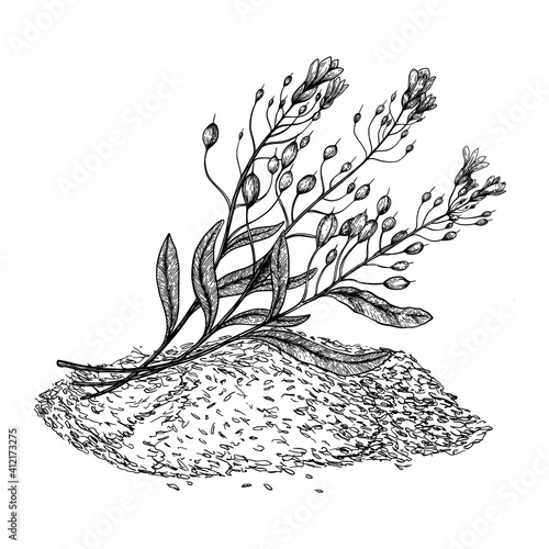 Camelina sativa seeds with flowers and leaves. Hand drawn vector illustration on white background. Engraving drawing style.