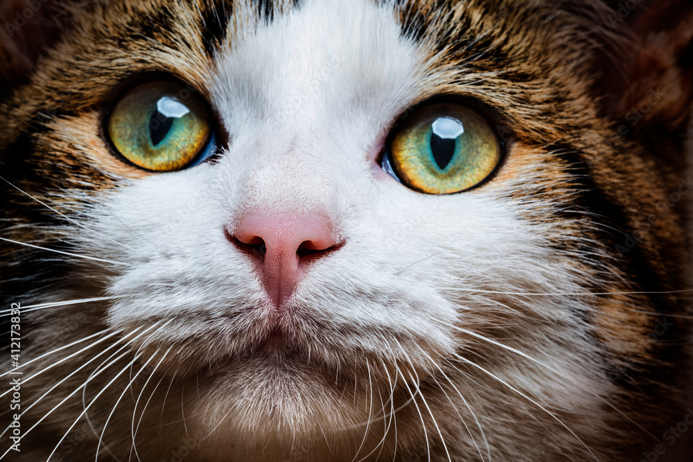 a cat portrait close up a cat portrait close up