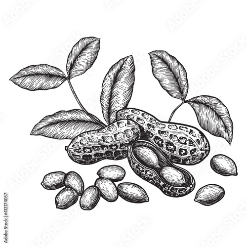 Peanuts and leaves. Hand drawn sketches vector illustration on white background in vintage style.