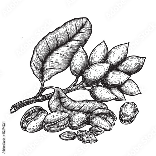 Pistachios and pistachio tree branch with nuts and leaves. Hand drawn sketches vector illustration on white background in vintage style.