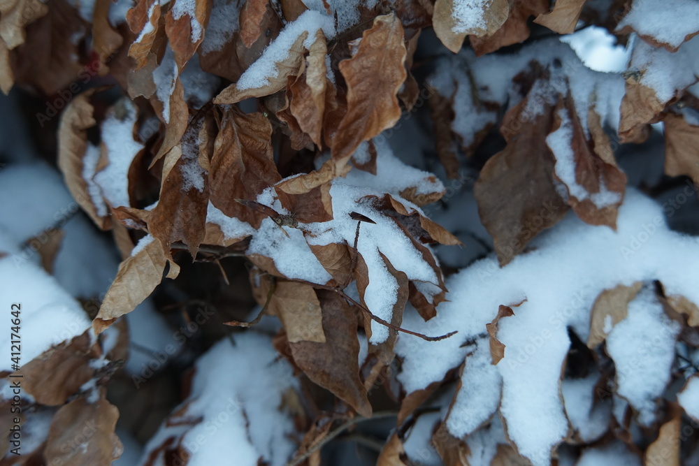 Pflanzen mit Schnee bedeckt Pflanzen mit Schnee bedeckt