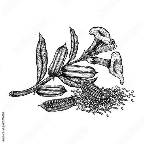 Sesame seed, fruit, flower. Hand drawn sketches vector illustration on white background in vintage style.