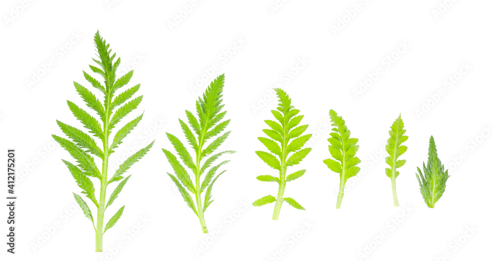 Naklejka premium Carved green leaves of garden poppy on white background