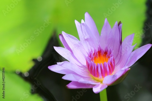 Pink lotus blooming with green leaf and water background in the morning. Nature concept.