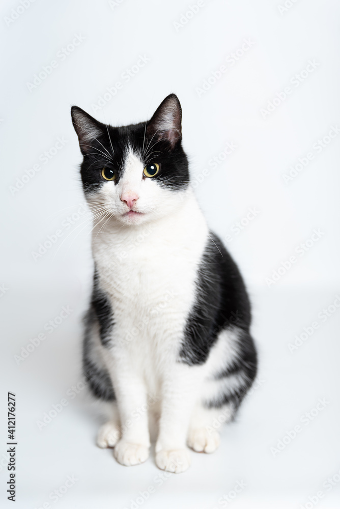Kater Kater