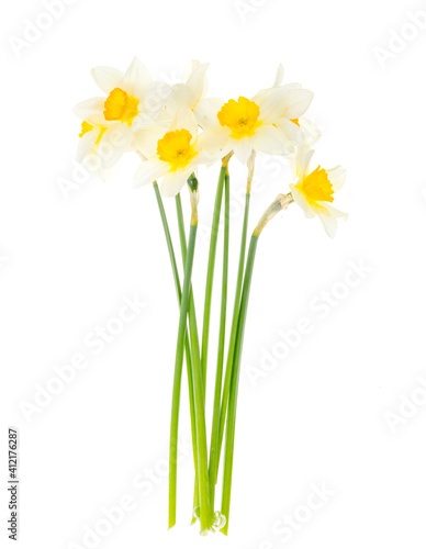 Tender spring garden daffodils on white background.