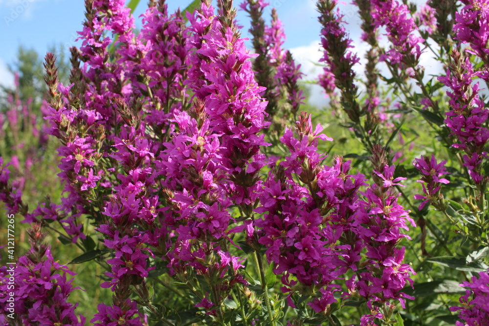 bright flowers grow in the summer in a clearing in the grass bright flowers grow in the summer in a clearing in the grass
