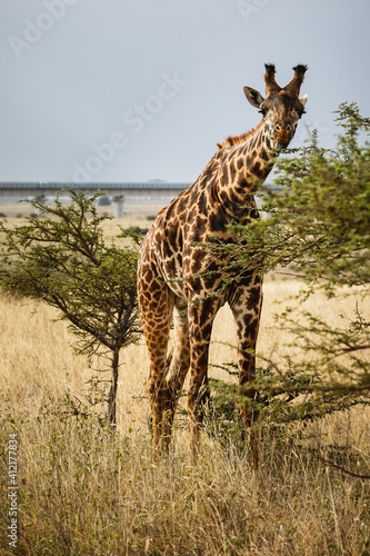 Animals in the wild - Giraffe in Nairobi National Park, Kenya