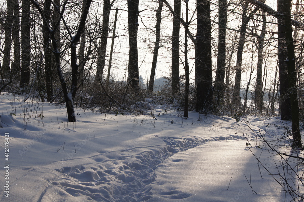 a winter landscape on a walk in the forest and hallway a winter landscape on a walk in the forest and hallway
