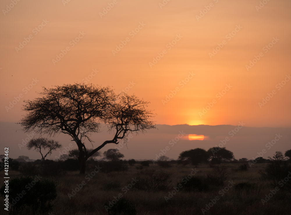 sunset with tree