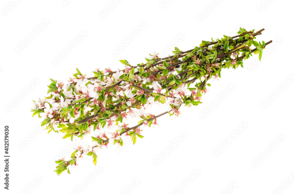 Prunus tomentosa branch with green leaves and blossoming tender flowers. Prunus tomentosa branch with green leaves and blossoming tender flowers.