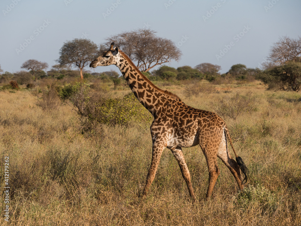 Obraz premium giraffe in the savannah
