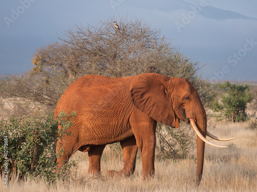 african elephant in the savannah