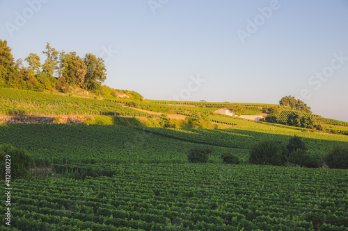 Countryside rural vineyards in Bordeaux wine country at Saint-Emilion in France. photo