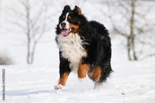 Bernese Mountain dog in winter and snow runs © AnetaPics