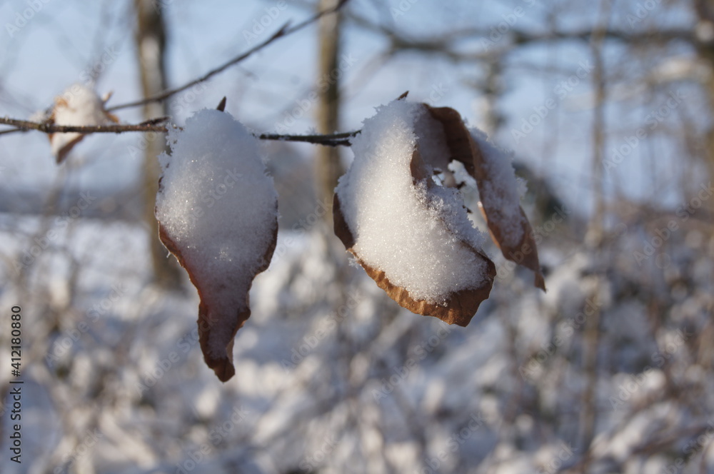 brown beech leaves covered with snow in macro in winter brown beech leaves covered with snow in macro in winter