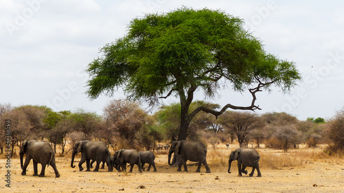 Photography herd of elephants
