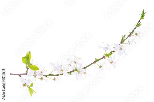 Cherry branch with green leaves and blossoming white flowers