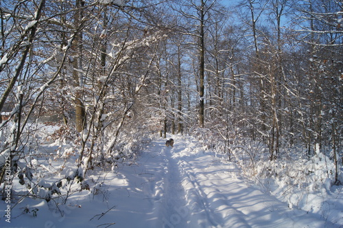 a winter landscape on a walk in the forest and hallway © Malia