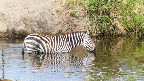 zebra in water © Memetic Pictures