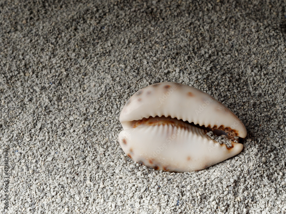 sea shells lie on a sandy surface sea shells lie on a sandy surface
